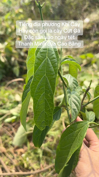 Cây Cứt Gà