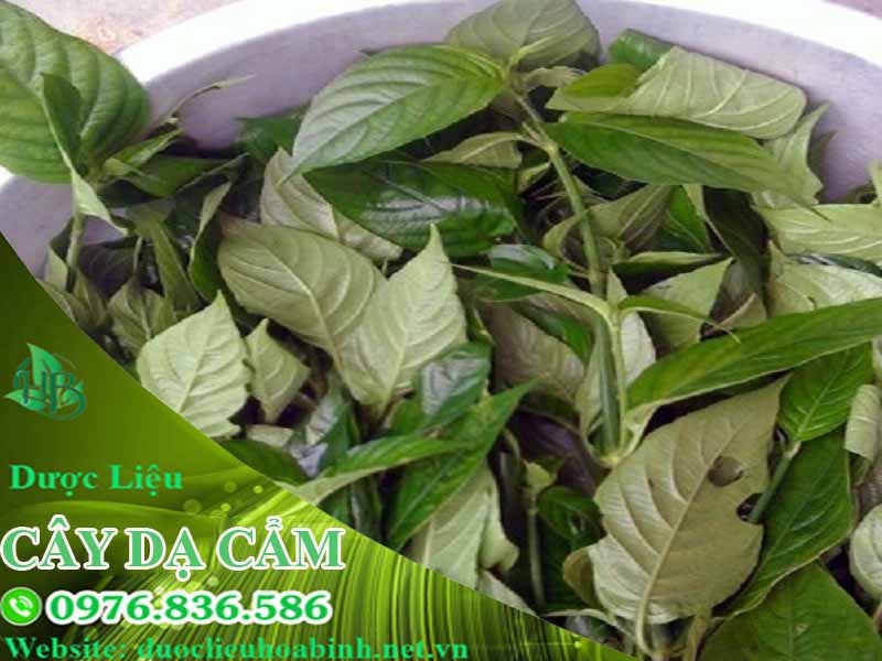 Cây Dạ Cẩm Có Mấy Loại