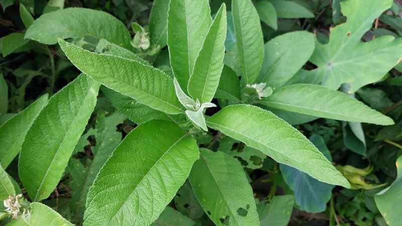 Cây đại Bi Có Tác Dụng Gì