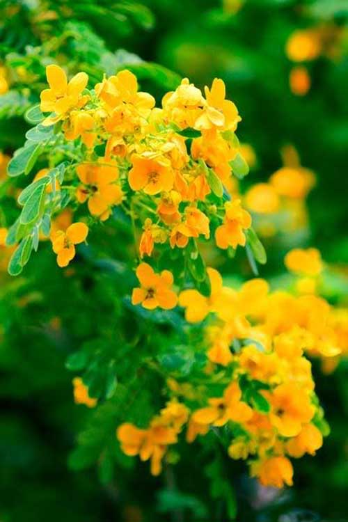 Cây điệp Vàng Trị Bệnh Gì