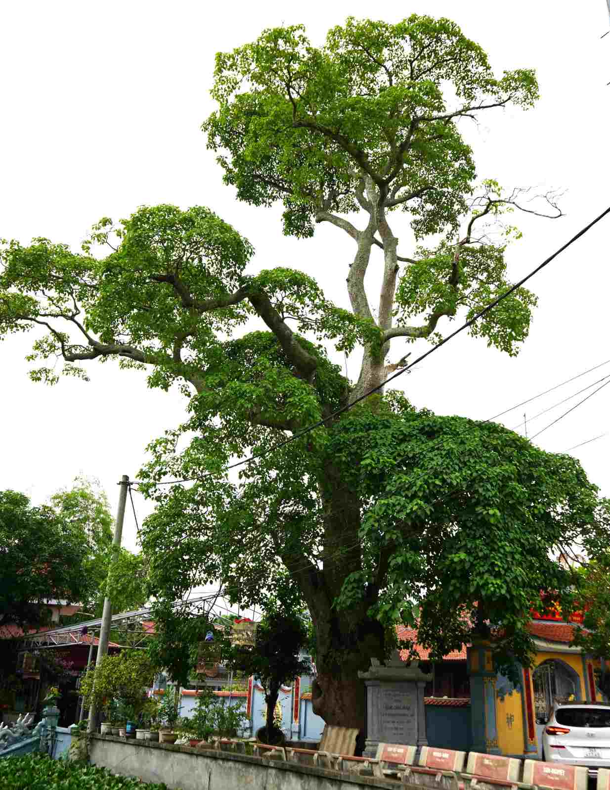Cây đinh Trống