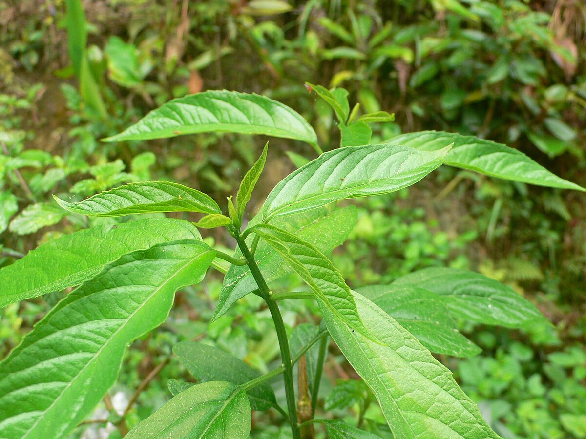 Cây đốm đắng