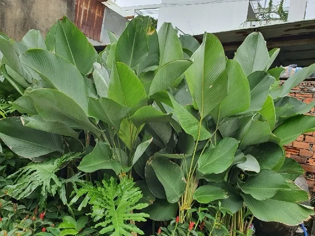 Cây Dong Lá Bạc