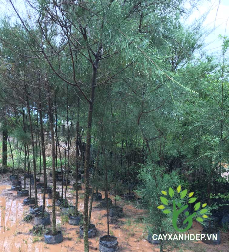 Cây Dương Là Cây Gì