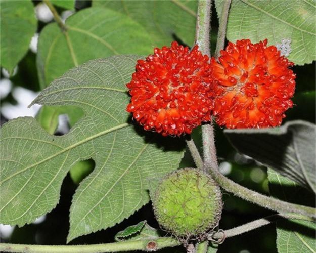 Cây Dướng Mọc Hoang