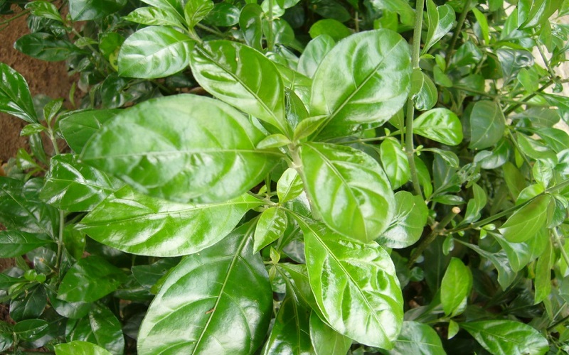 Cây Gai Mắc ó