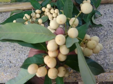 Cây Giấy Rừng
