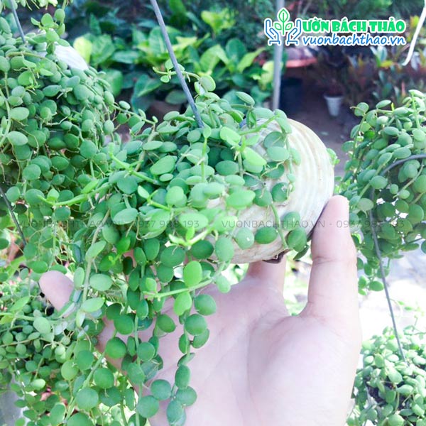 Cây Hạt Nút