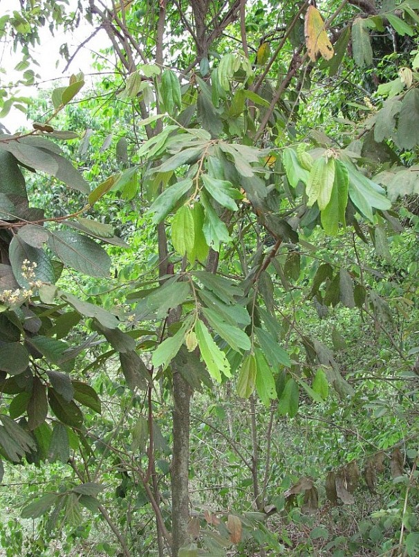 Cây Ké Rừng