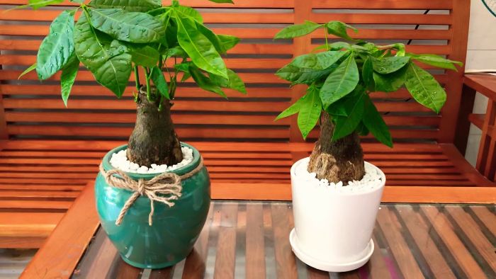 Cây Kim Ngân Có độc Không
