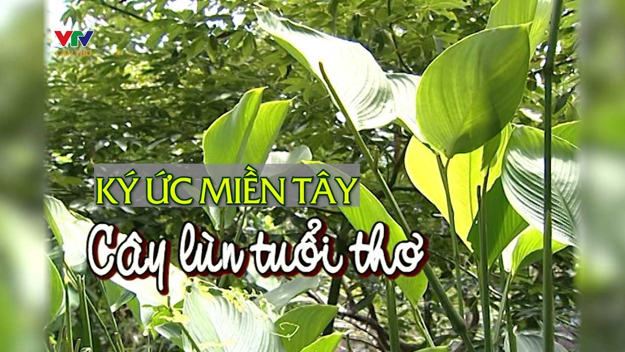 Cây Lùn Miền Tây