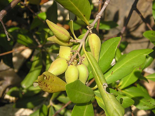 Cây Mắm Biển