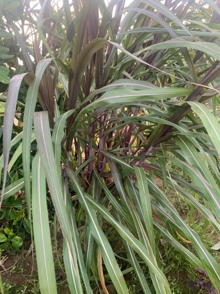 Cây Mía Bách Giải