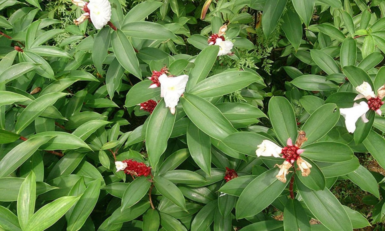 Cây Mía Thuốc