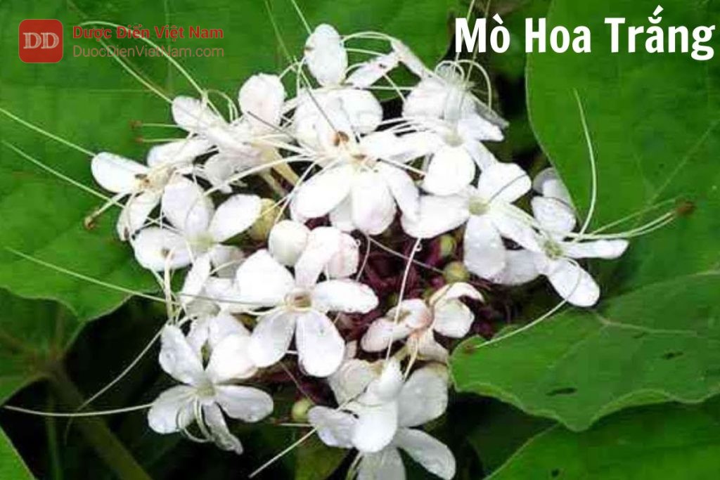 Cây Mò Hoa Trắng