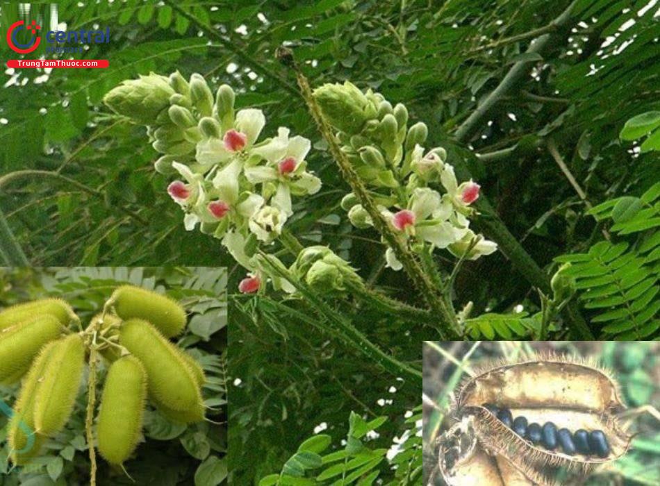 Cây Móc Diều