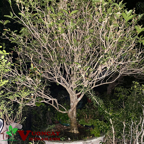 Cây Mộc Hương Trung Quốc