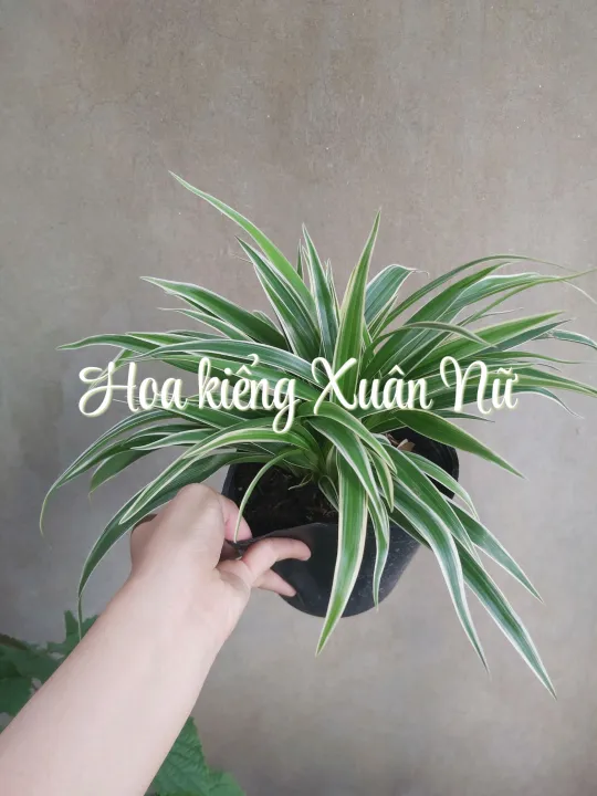 Cây Nàng Rù