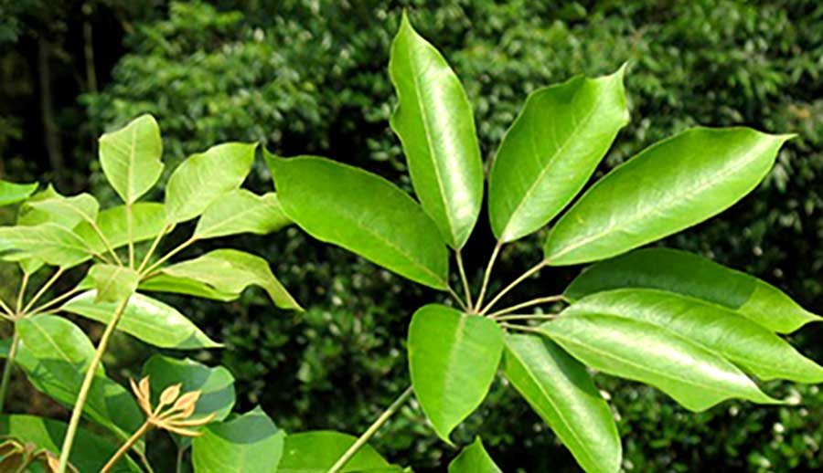 Cây Ngũ Gia Bì Chân Chim