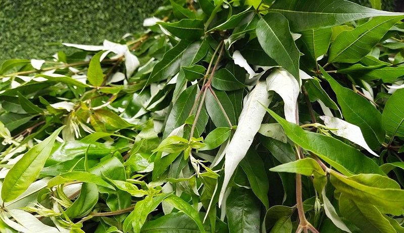 Cây Ngũ Trảo Trị Bệnh Gì