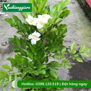 Cây Nguyệt Quế Lá To