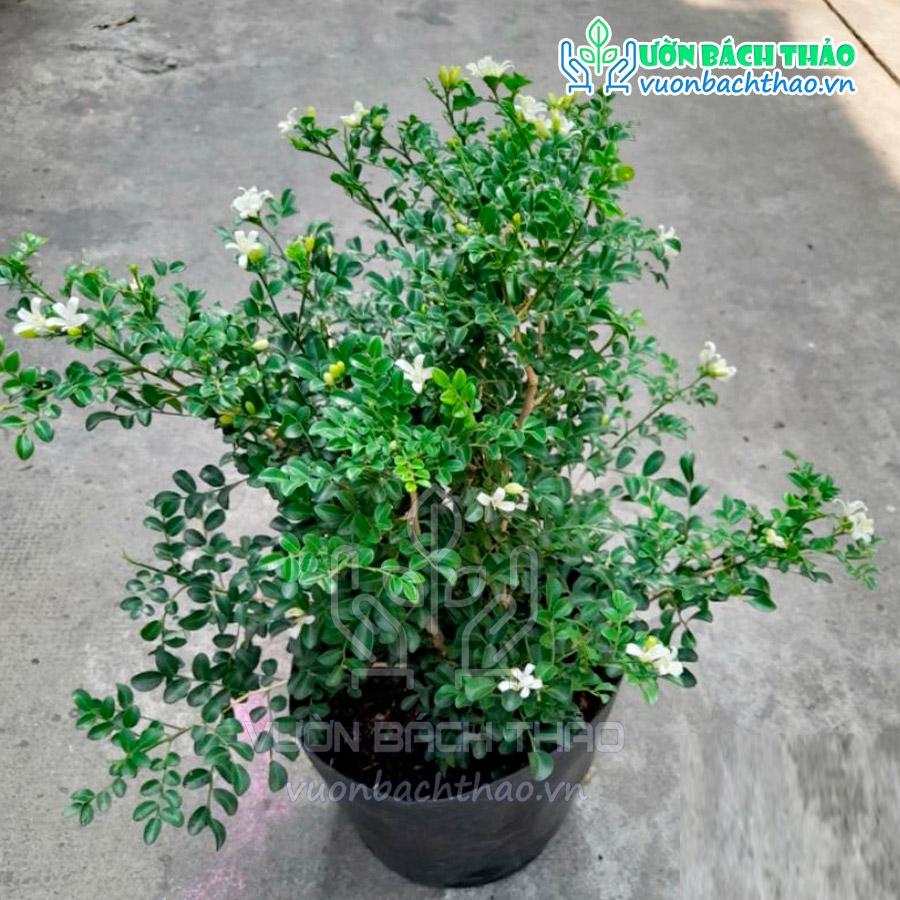 Cây Nguyệt Quế Thái