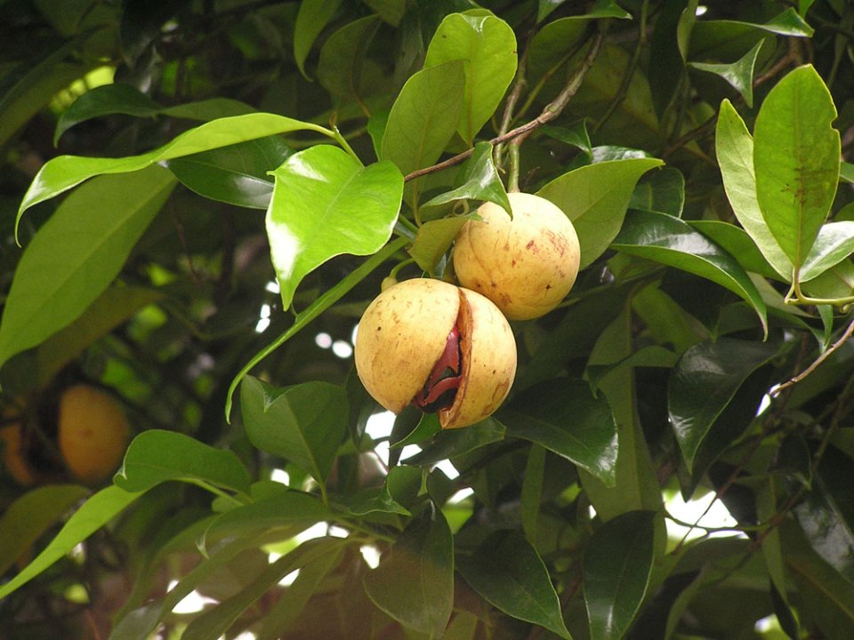 Cây Nhục đậu Khấu