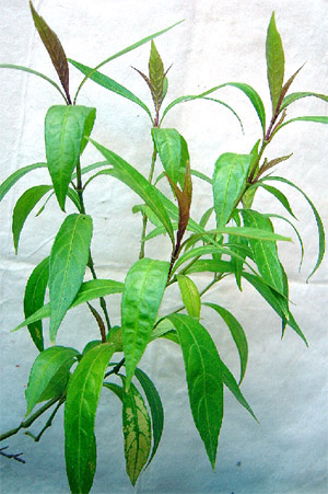 Cây óc Khỉ