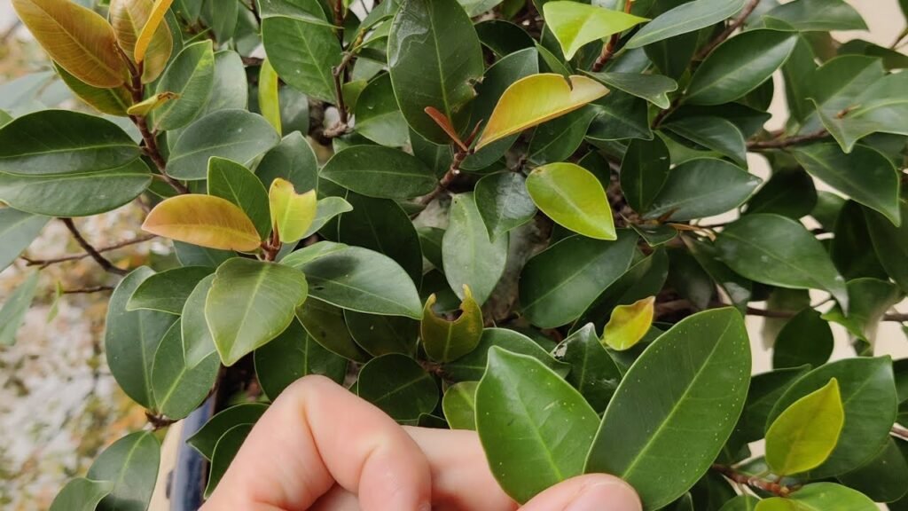Cây Si Búp đỏ