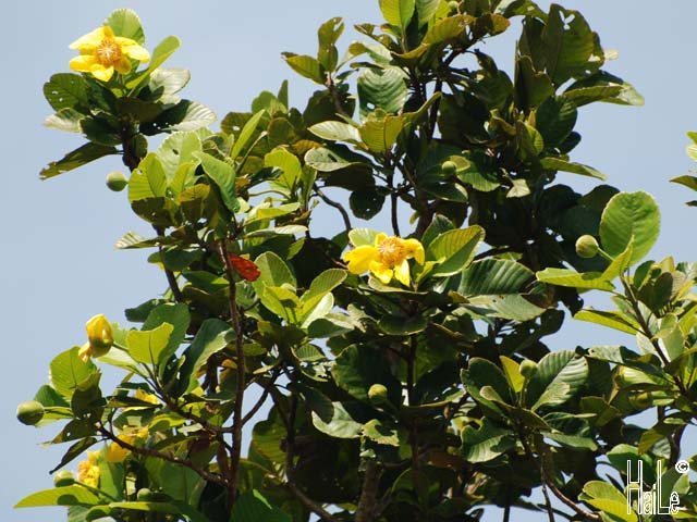 Cây Sổ đỏ