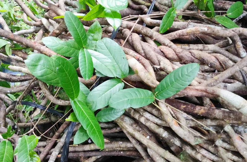 Cây Tơm Trơng