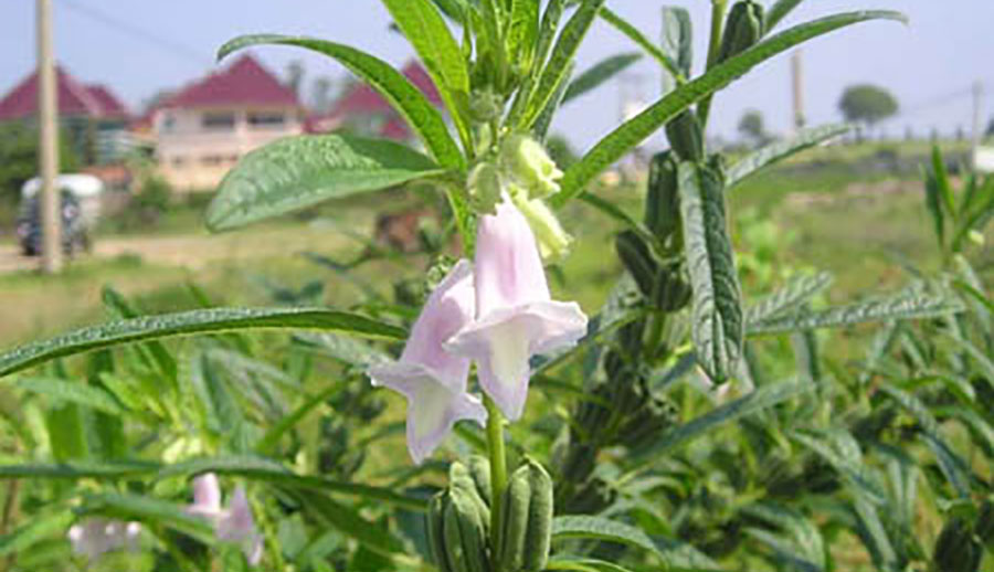 Cây Vừng Trắng