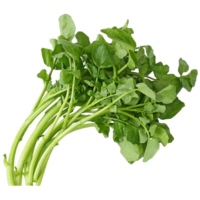 Cây Xà Lách Xoong