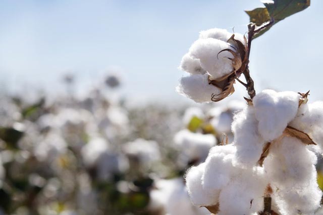 Cellulose Có ở đâu
