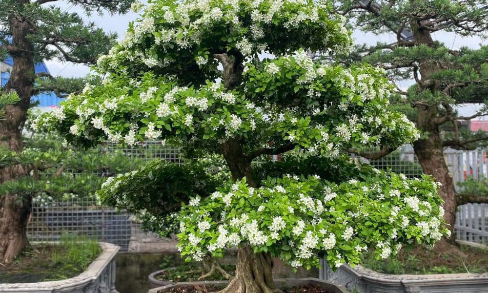 Chăm Sóc Cây Nguyệt Quế