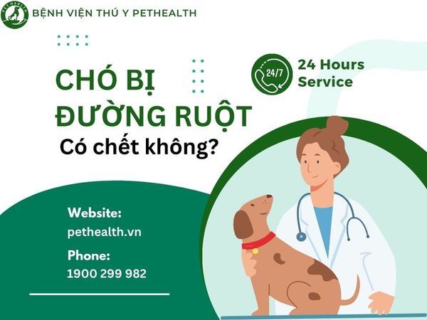 Chó Bị đường Ruột Có Chết Không