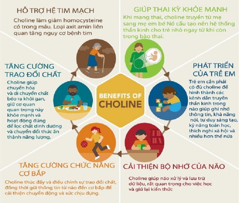 Choline Có Tác Dụng Gì