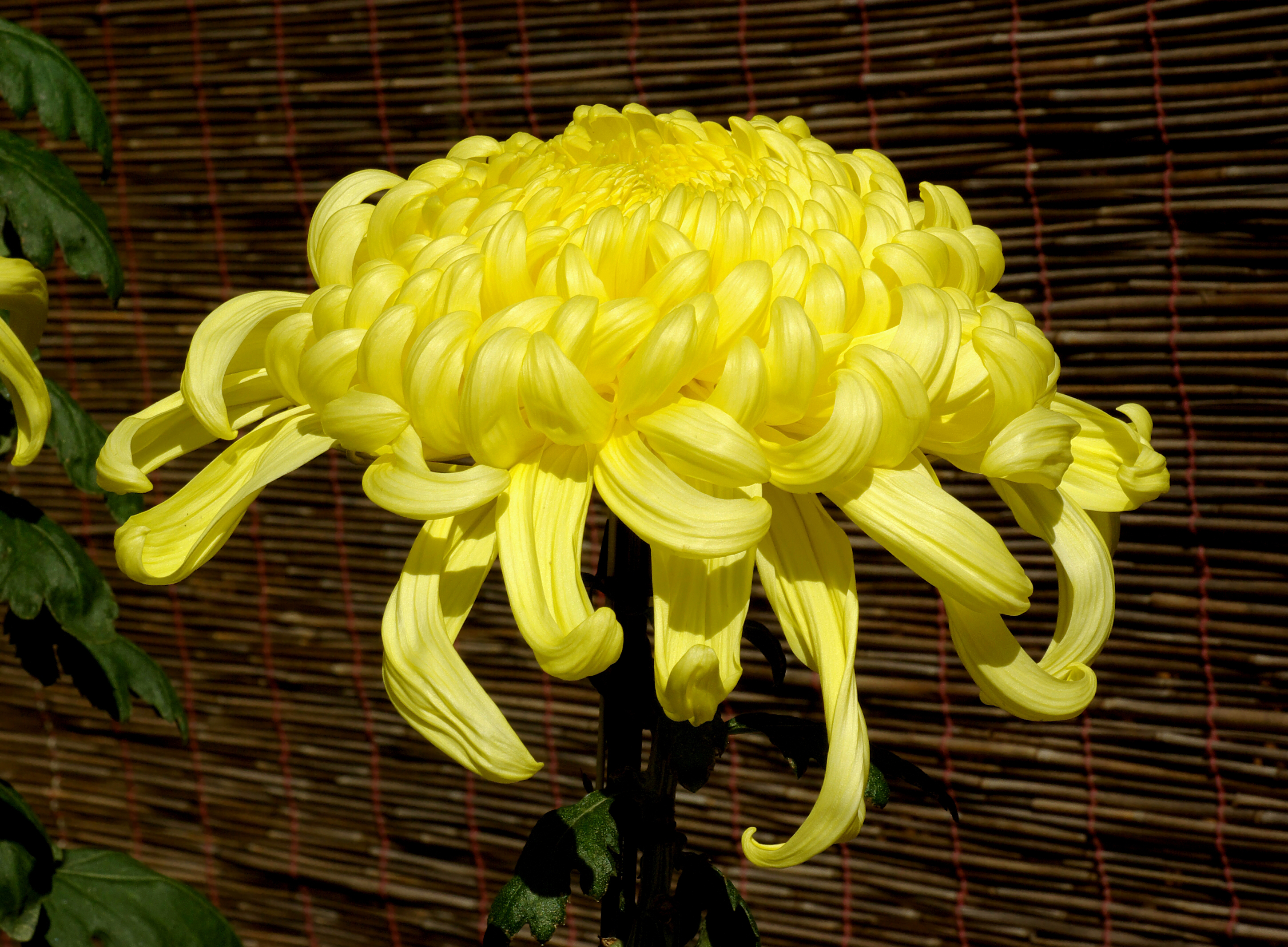 Chrysanthemum Là Hoa Gì