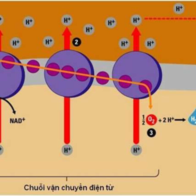 Chuỗi Truyền Electron