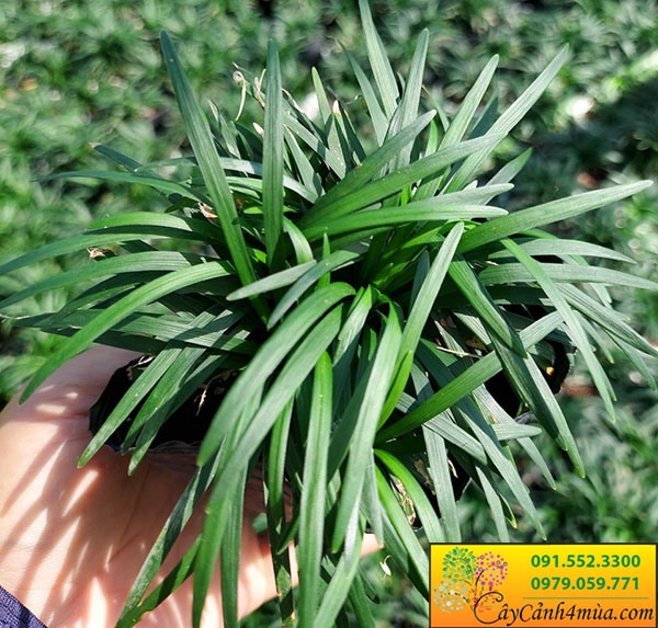 Cỏ Gấu Mỹ