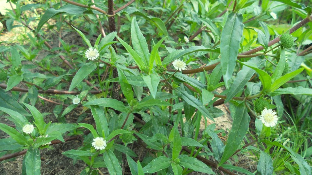 Cỏ Mực Chữa Bệnh Gì