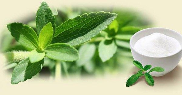 Cỏ Ngọt Stevia