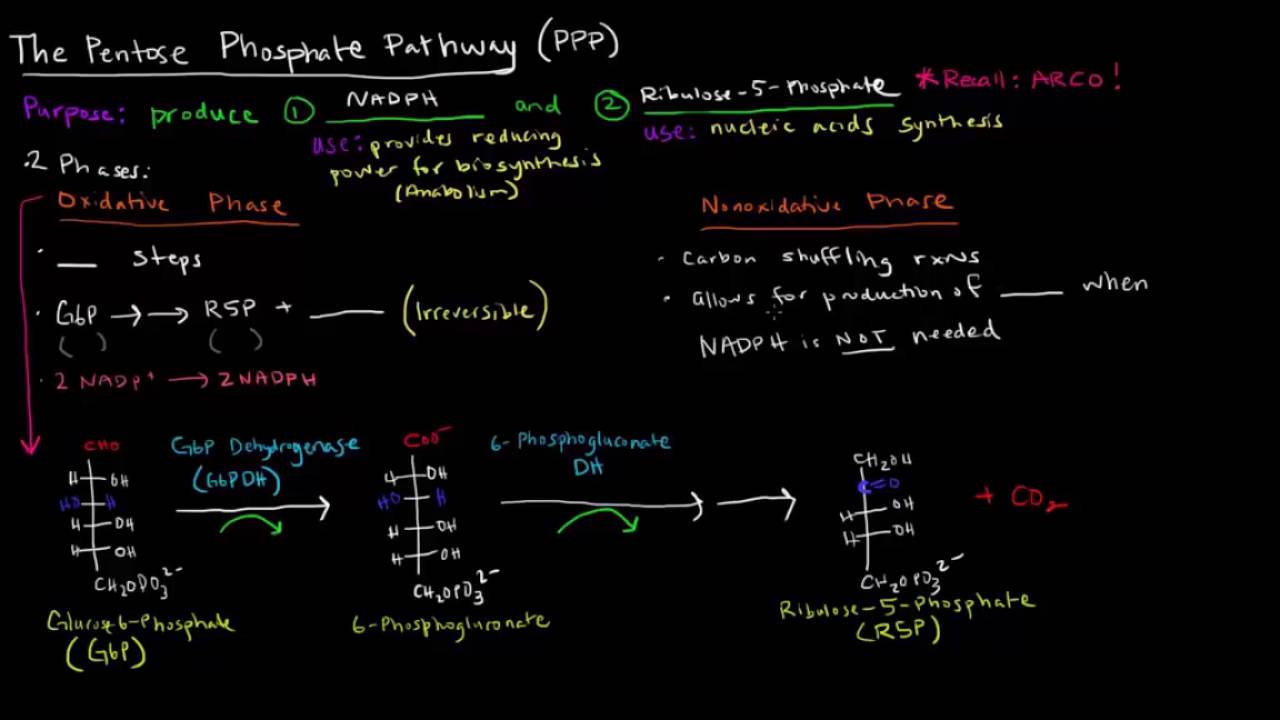 Con đường Pentose Phosphate