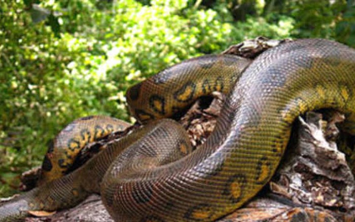 Con Nưa Có ăn được Không