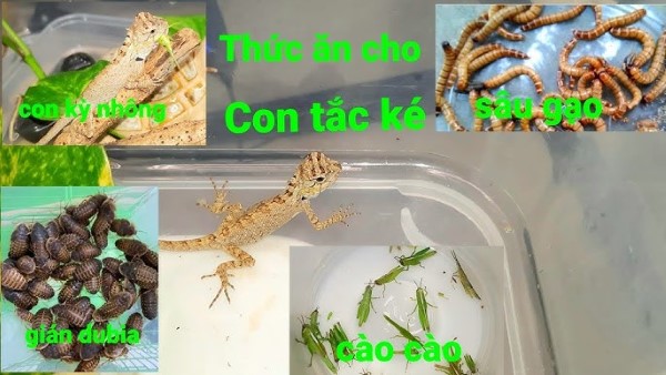 Con Tắc Kè ăn Gì