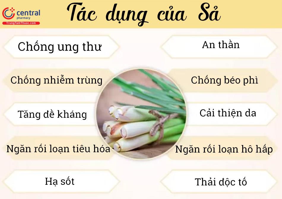 Công Dụng Của Cây Sả