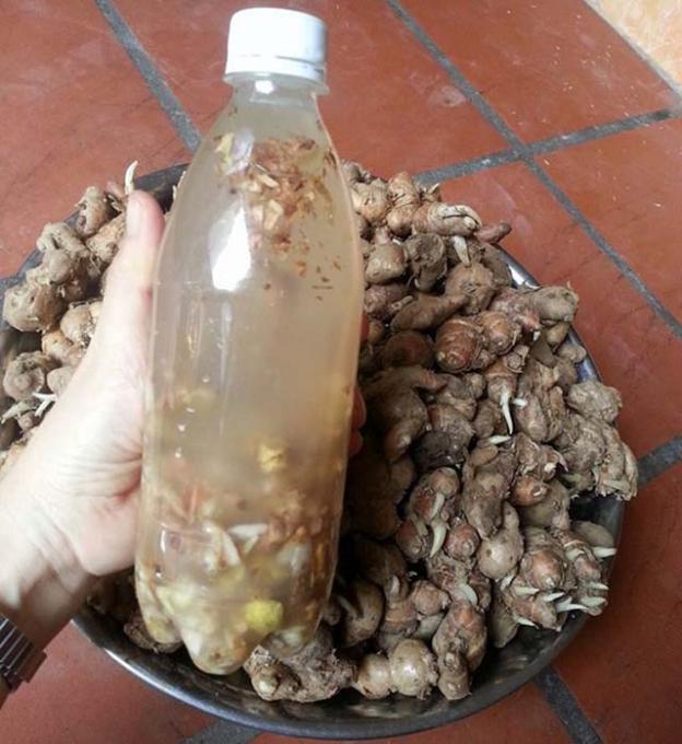 Củ địa Liền Ngâm Rượu