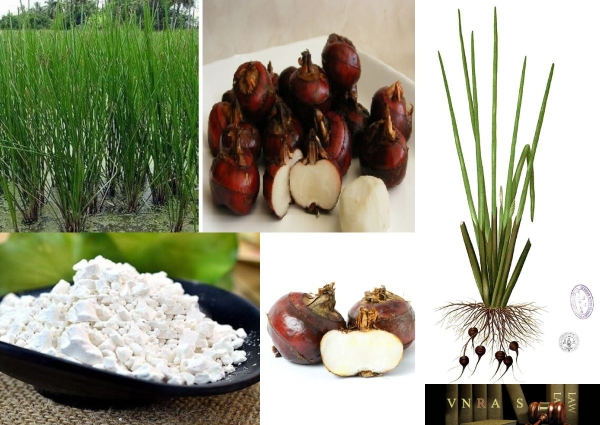 Củ Mã Thầy ở đâu