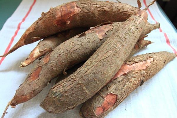 Củ Sắn Miền Bắc