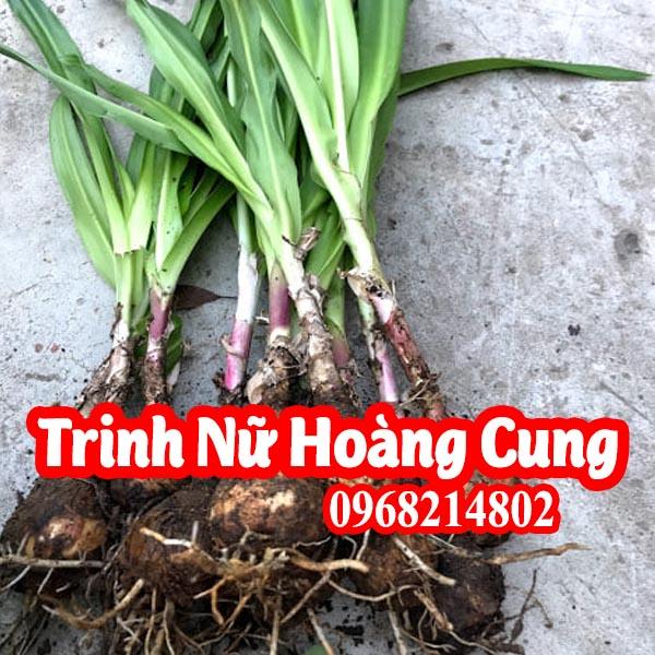 Củ Trinh Nữ Hoàng Cung